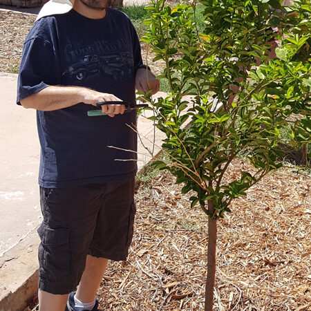 pruning-tree