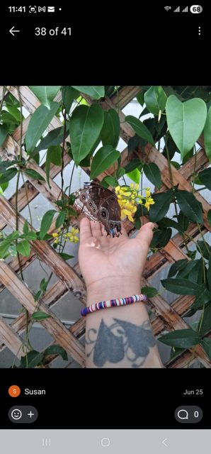A butterfly resting on a hand