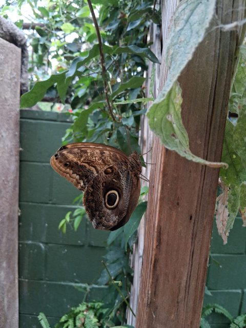 A closer look at a butterfly