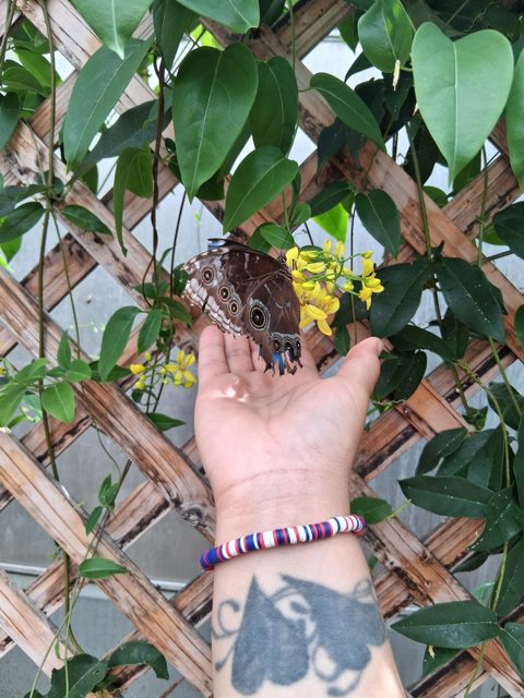A butterfly resting on a hand