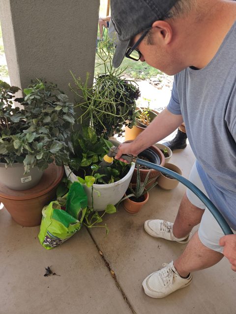 Tending the plants