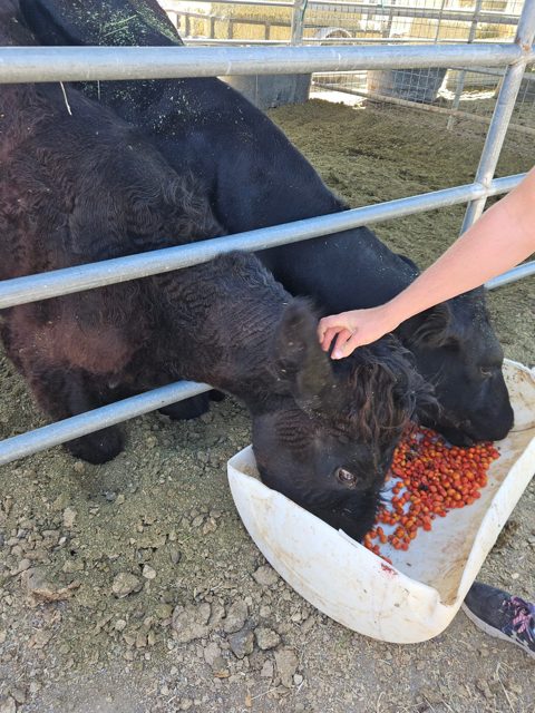 Feeding an animal through the fence