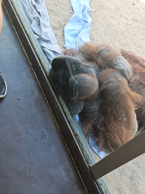 Watching an animal through the glass