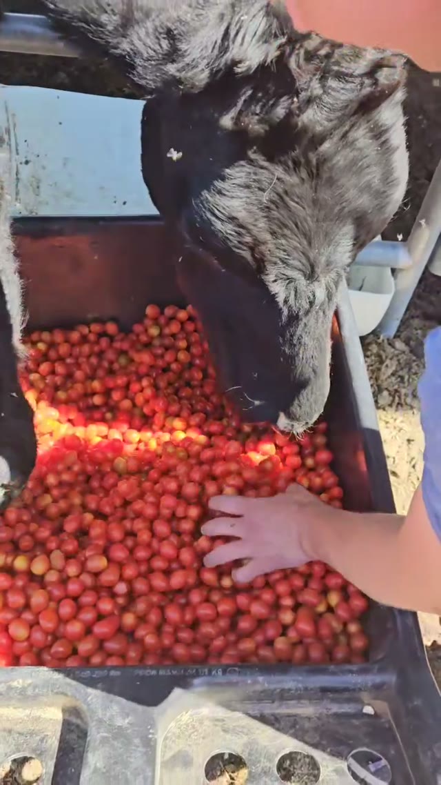 Taking a wagon of produce outdoors