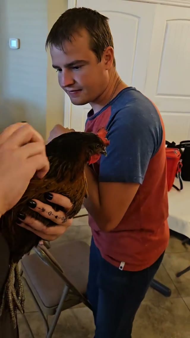 Holding a small farm animal