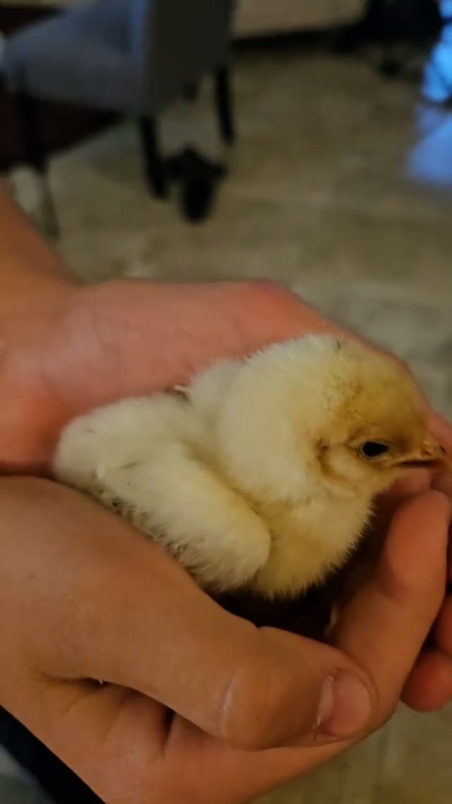 A close-up of a fluffy chick