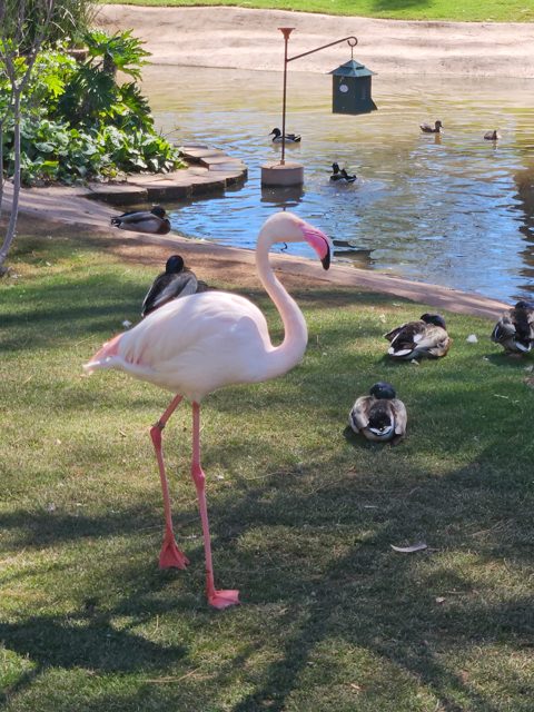 Watching flamingos by the water