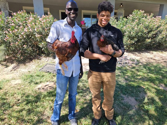 Meeting chickens on a farm visit