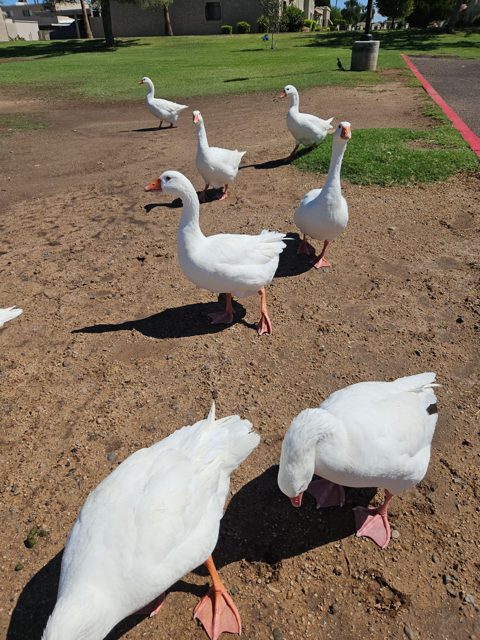Geese on the grass