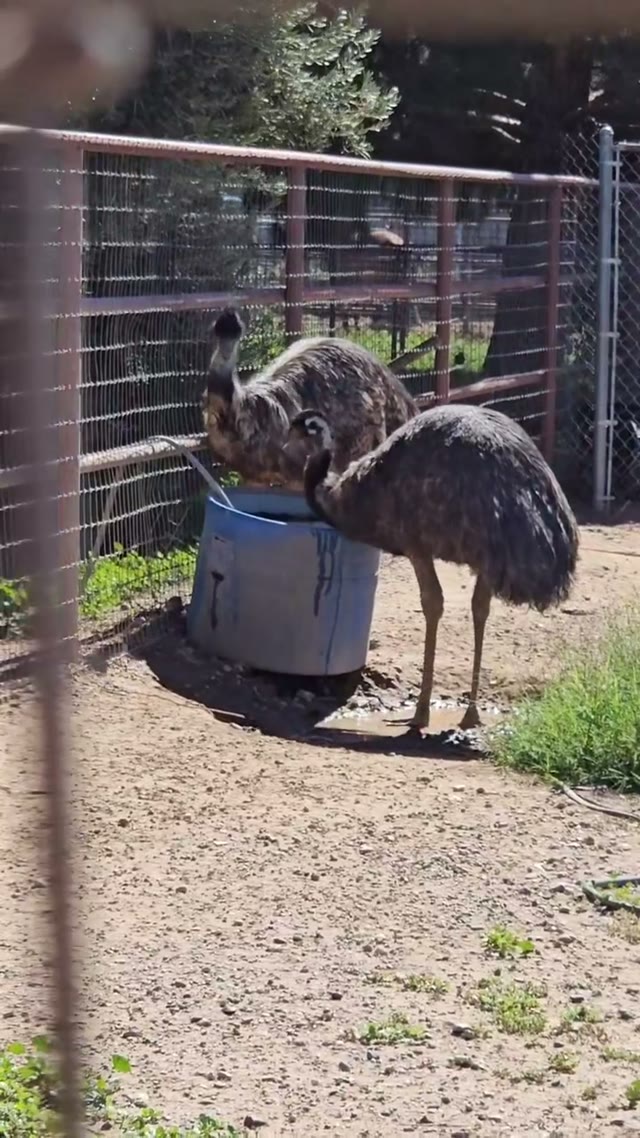Watching emus at the fence