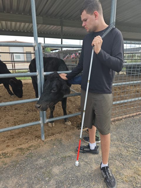 Meeting animals along the fence
