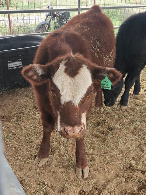 A close-up of a curious cow