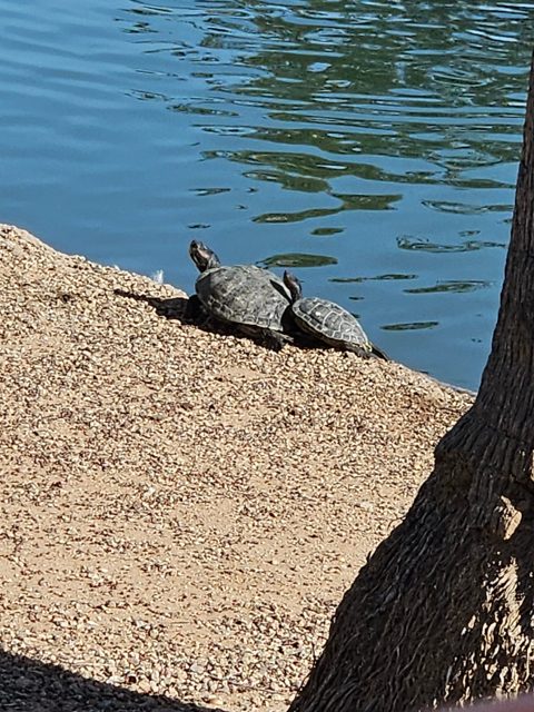 Turtles beside the pond