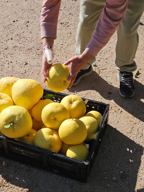 Preparing freshly picked citrus