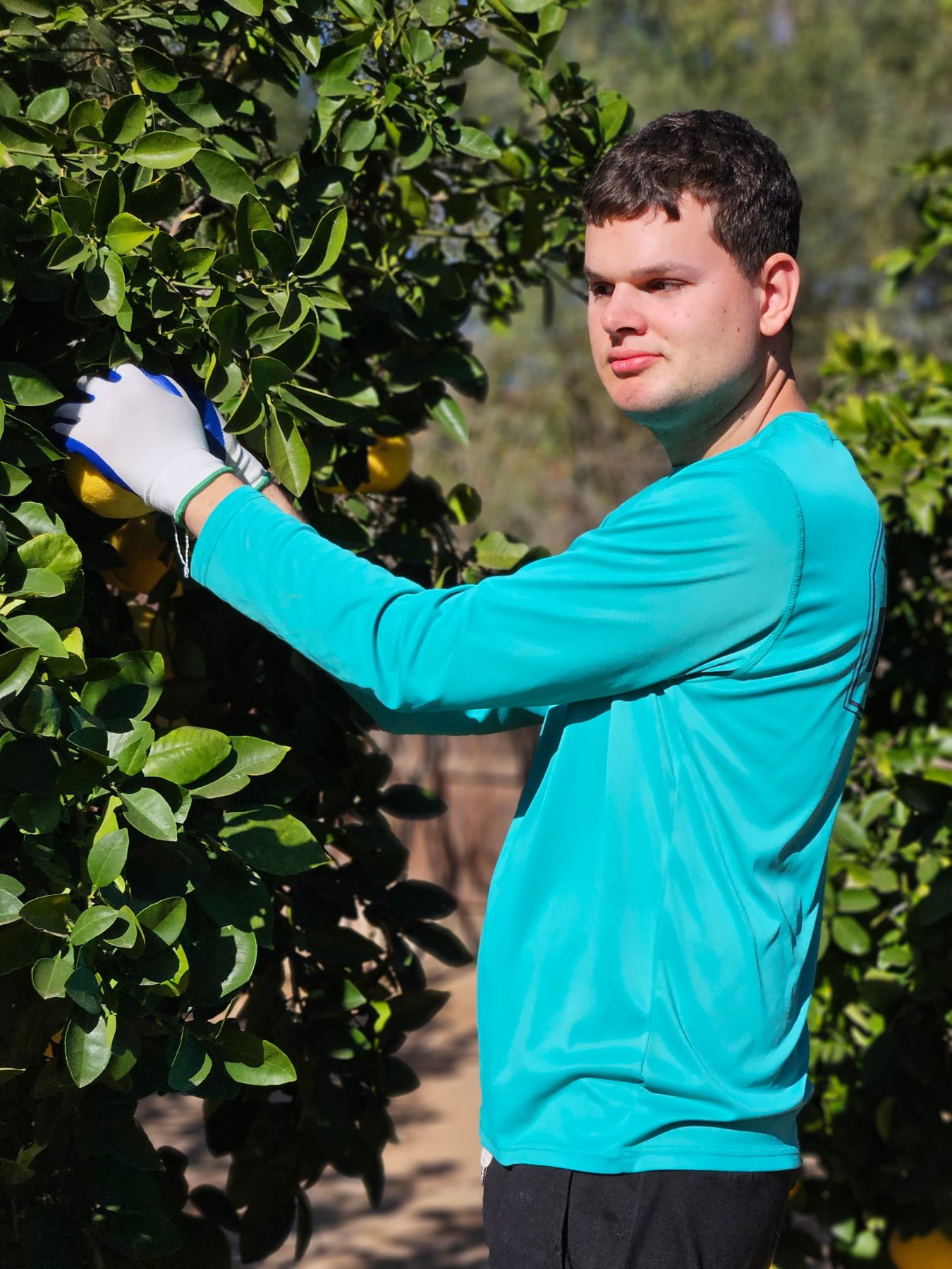 Picking fresh citrus