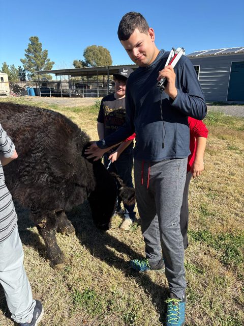 Spending time with a farm animal